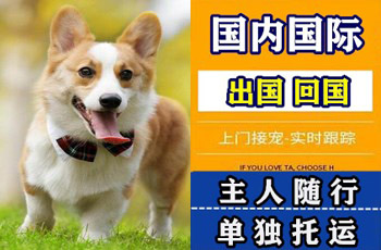 盘锦市宠物托运公司盘锦市宠物托运公司盘锦市宠物托运公司