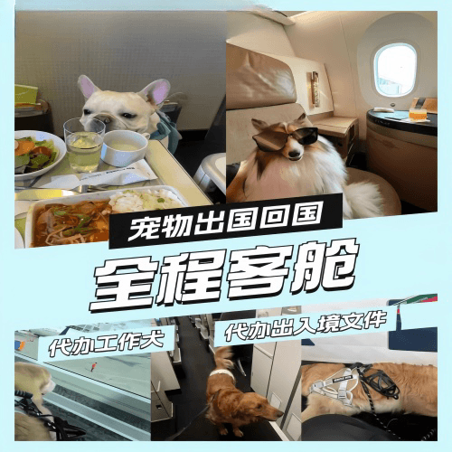 盘锦市宠物托运到白俄罗斯宠物入境规定和要求